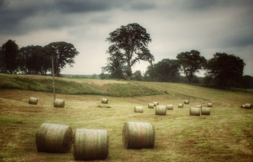 Hay rolls on field